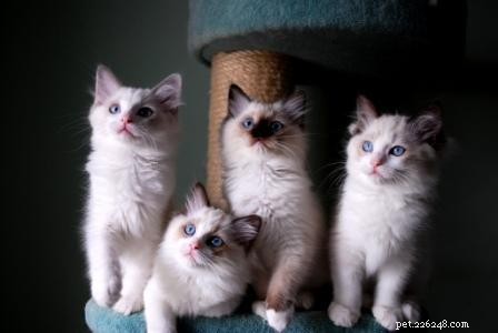 Stunning Ragdoll Kitten Photos & Breeder Directory