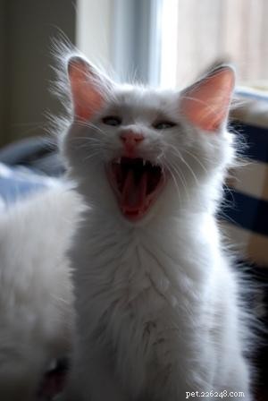 Stunning Ragdoll Kitten Photos & Breeder Directory