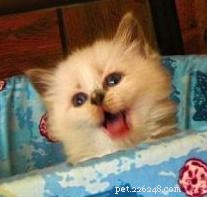 Stunning Ragdoll Kitten Photos & Breeder Directory