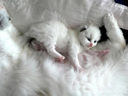 Stunning Ragdoll Kitten Photos & Breeder Directory