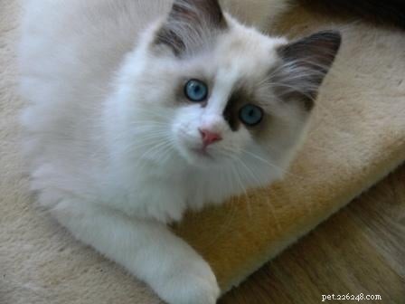 Stunning Ragdoll Kitten Photos & Breeder Directory