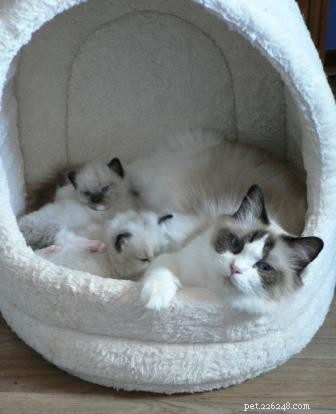 Stunning Ragdoll Kitten Photos & Breeder Directory