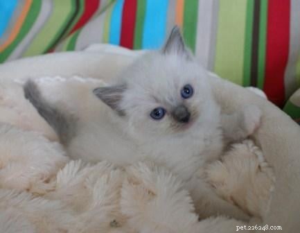 Stunning Ragdoll Kitten Photos & Breeder Directory