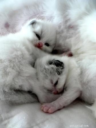 Stunning Ragdoll Kitten Photos & Breeder Directory