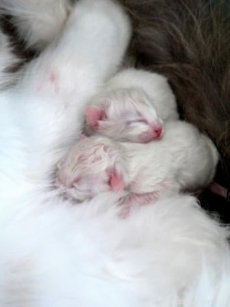 Stunning Ragdoll Kitten Photos & Breeder Directory