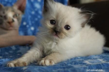 Stunning Ragdoll Kitten Photos & Breeder Directory
