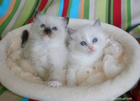 Stunning Ragdoll Kitten Photos & Breeder Directory