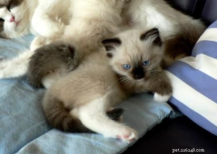Stunning Ragdoll Kitten Photos & Breeder Directory