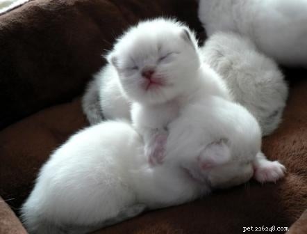 Stunning Ragdoll Kitten Photos & Breeder Directory
