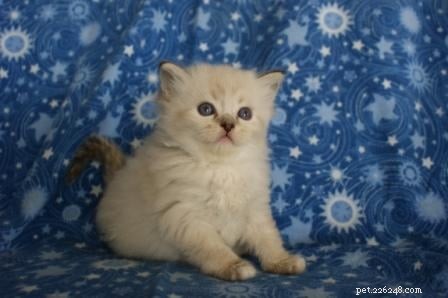 Stunning Ragdoll Kitten Photos & Breeder Directory