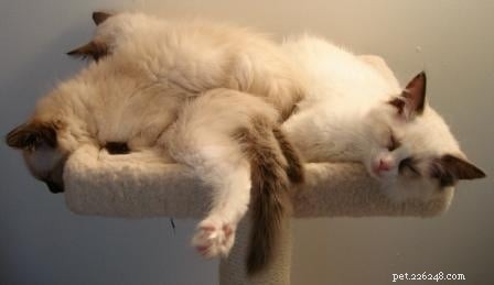 Stunning Ragdoll Kitten Photos & Breeder Directory