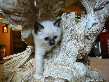 Stunning Ragdoll Kitten Photos & Breeder Directory