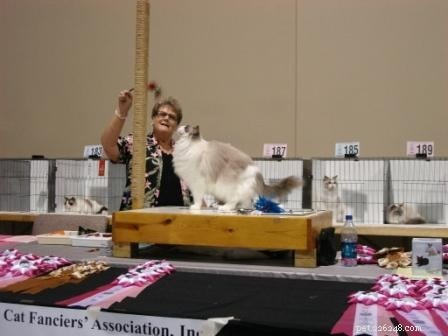 Discover Ragdoll Cat Shows: Meet Breeders, Learn About Their Passion, and See the Latest Trends