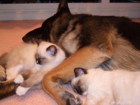 Find Trusted Ragdoll Cat Breeders & Adoption Options