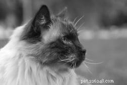 Find Trusted Ragdoll Cat Breeders & Adoption Options