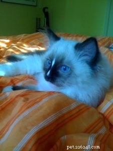 Top Ragdoll Cat Names: Elegant, Endearing Options for Your Feline Friend