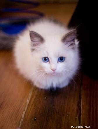 Trusted Ragdoll Breeders in Minnesota – Find Healthy Kittens & Expert Care