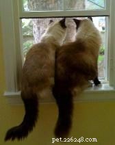 Ragdoll Cats Forum – Connect with Owners, Breeders & Enthusiasts