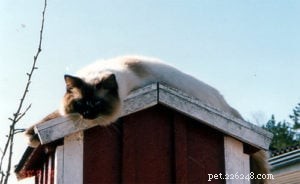 Meet Jaska: The Exceptional Ragdoll of the Week