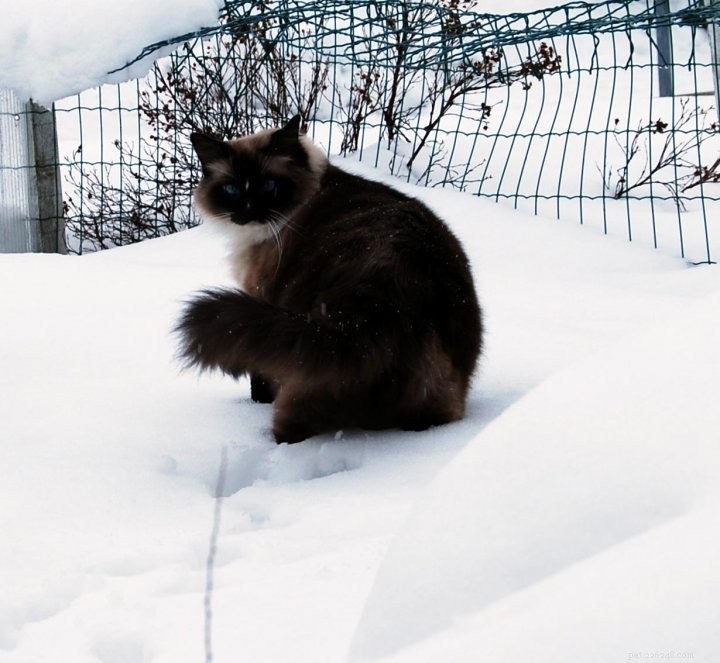 Meet Jaska: The Exceptional Ragdoll of the Week
