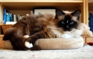 Meet Jaska: The Exceptional Ragdoll of the Week