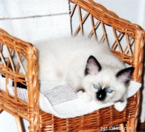Meet Jaska: The Exceptional Ragdoll of the Week