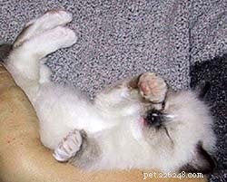 Meet Jaska: The Exceptional Ragdoll of the Week
