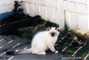Meet Jaska: The Exceptional Ragdoll of the Week