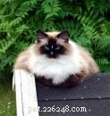 Meet Jaska: The Exceptional Ragdoll of the Week