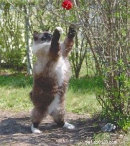 Meet Jaska: The Exceptional Ragdoll of the Week