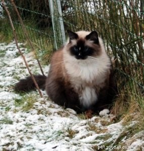 Meet Jaska: The Exceptional Ragdoll of the Week