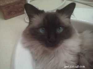 Silia & Sophie: The Gentle Ragdolls That Captured Our Hearts