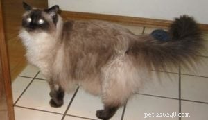 Silia & Sophie: The Gentle Ragdolls That Captured Our Hearts