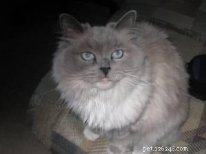 Silia & Sophie: The Gentle Ragdolls That Captured Our Hearts