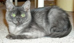 Millie – The Heartwarming Ragdoll of the Week