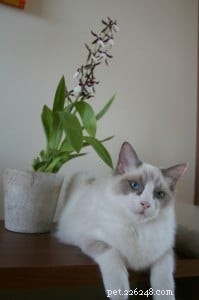 Meet Tobias: The Charismatic Blue Ragdoll of the Week