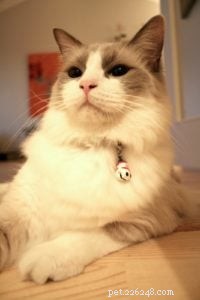 Meet Tobias: The Charismatic Blue Ragdoll of the Week