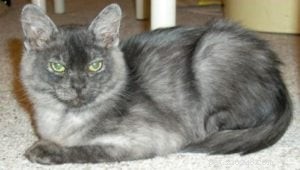 Millie – The Heartwarming Ragdoll of the Week