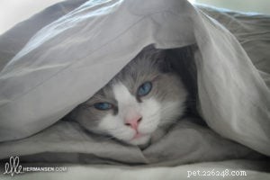 Meet Tobias: The Charismatic Blue Ragdoll of the Week