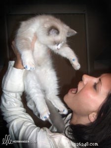 Meet Tobias: The Charismatic Blue Ragdoll of the Week