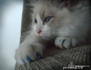 Meet Tobias: The Charismatic Blue Ragdoll of the Week