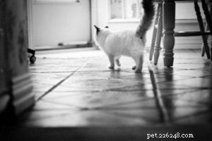 Meet Teddy: The Ragdoll of the Week
