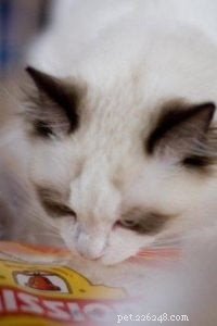 Meet Teddy: The Ragdoll of the Week