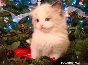 Meet Teddy: The Ragdoll of the Week