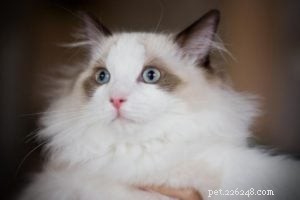 Meet Teddy: The Ragdoll of the Week
