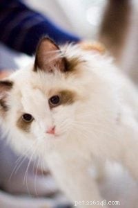 Meet Teddy: The Ragdoll of the Week