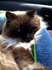 Remembering Rags: A Tribute to a Beloved Pet