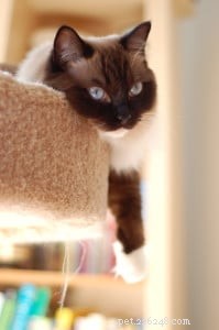 Lilly: The Kitten Who Balanced Our Ragdoll’s Playful Energy