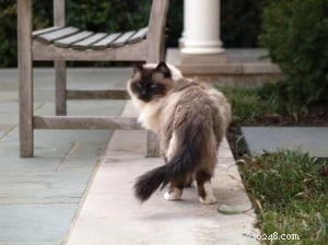 Remembering Rags: A Tribute to a Beloved Pet