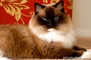 Lilly: The Kitten Who Balanced Our Ragdoll’s Playful Energy